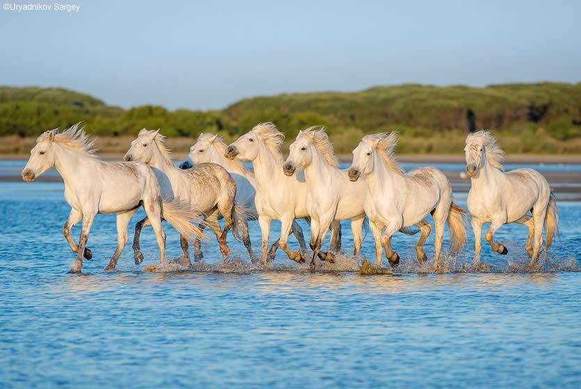 camargue-cheval