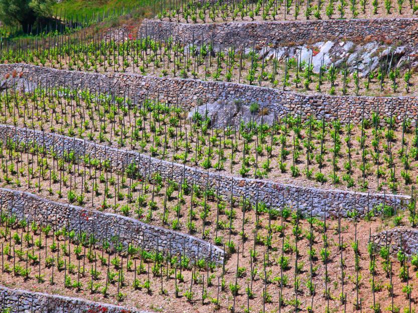 wine safari provence france