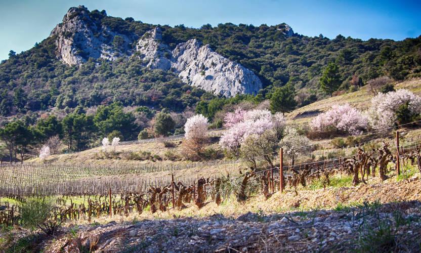 wine safari provence france