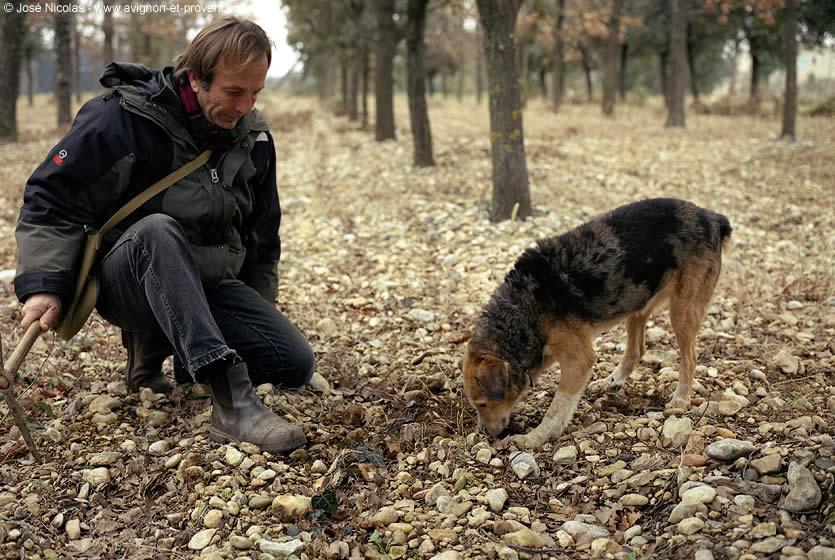 RÃ©sultat de recherche d'images pour "chien truffier"