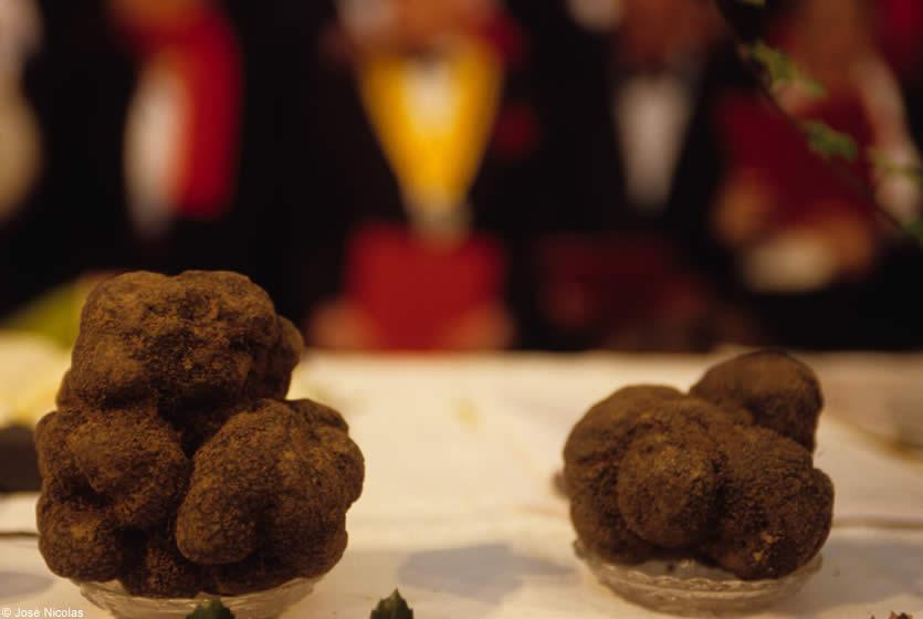 Crème royale à la truffe blanche - Truffes Richerenches